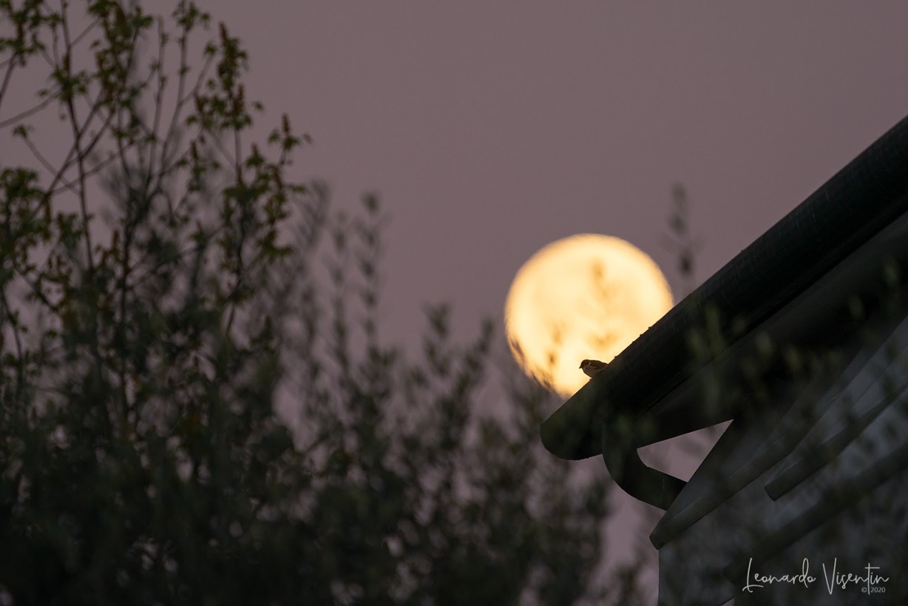 Al chiaro di Luna