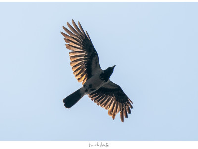 Cornacchia grigia (Corvus cornix)