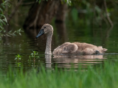 cigno