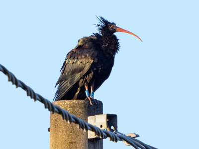 ibis eremita