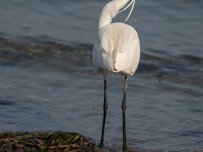 Garzetta (Egretta garzetta)