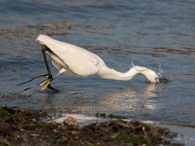 Garzetta (Egretta garzetta)