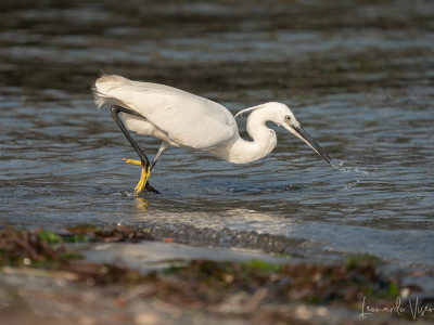 Garzetta (Egretta garzetta)