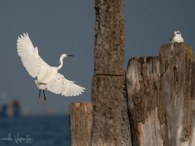 Garzetta (Egretta garzetta)