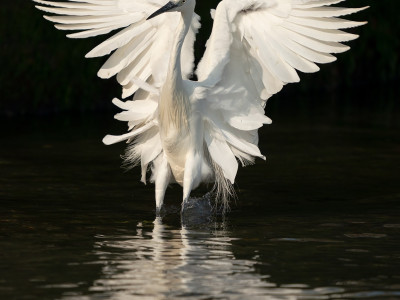 Garzetta (Egretta garzetta)