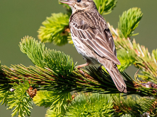 Prispolone (Anthus trivialis)