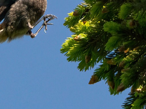 Codirosso spazzacamino in atteraggio