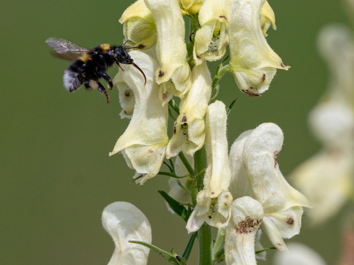 Bombus terrestris