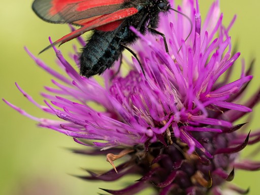 Zygaena