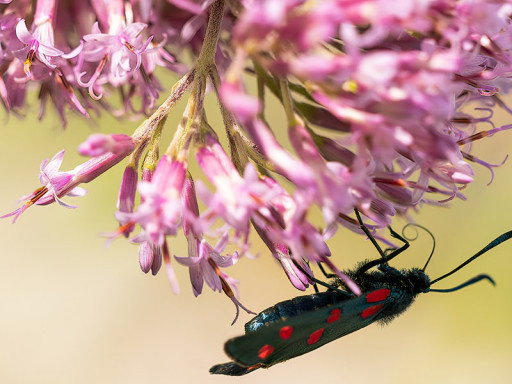 Zygaena