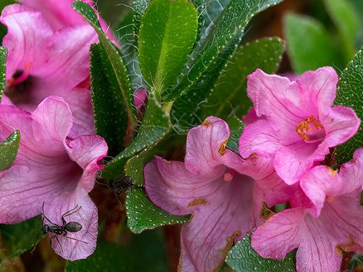 Formica su rododendro