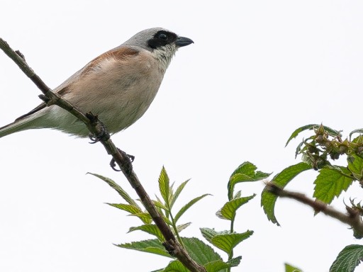 Averla piccola (Lanius collurio) ♂