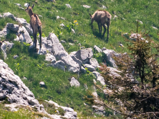 Camosci alpini