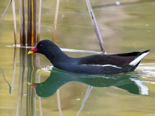 Gallinella d'acqua