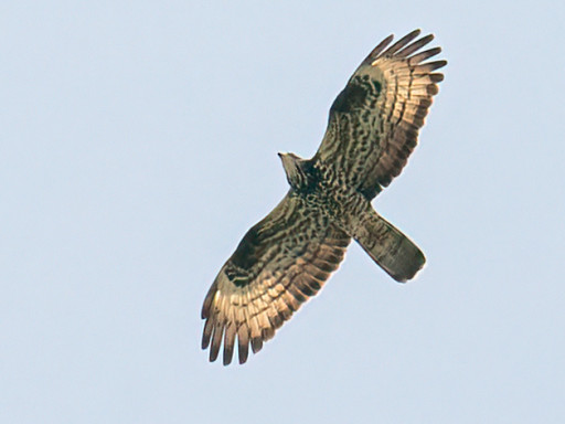 Falco pecchiaiolo