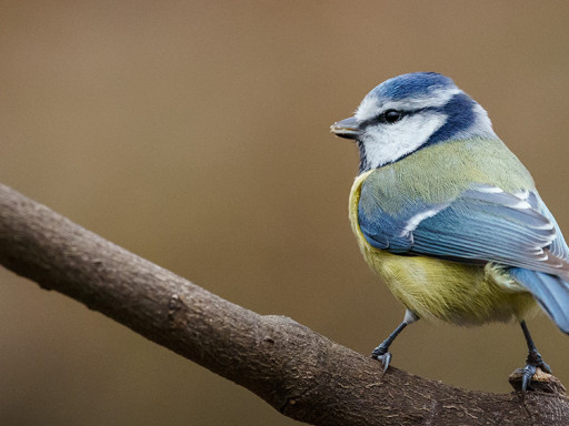 Cinciarella (Cyanistes caeruleus)