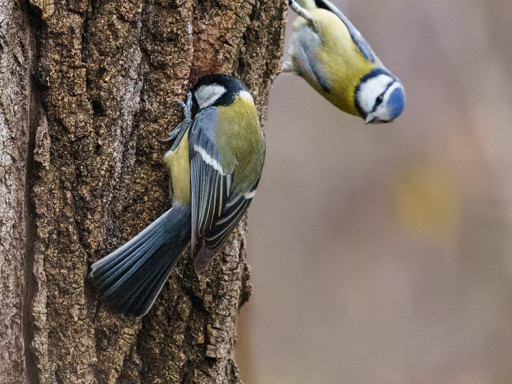 Cinciallegra (Parus major)