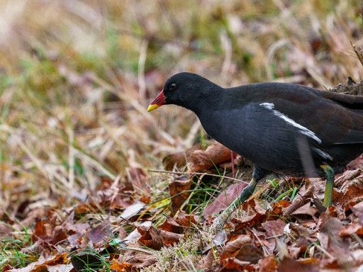 Gallinella d'acqua