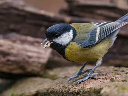 Cinciallegra (Parus major)