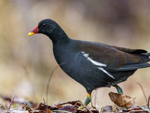 Gallinella d'acqua