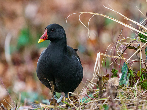 Gallinella d'acqua