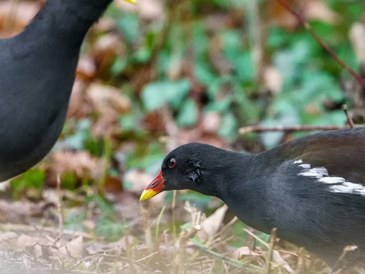 Gallinella d'acqua