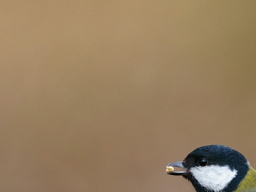 Cinciallegra (Parus major)