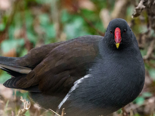 Gallinella d'acqua