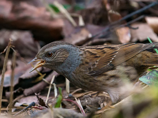 Passera scopaiola