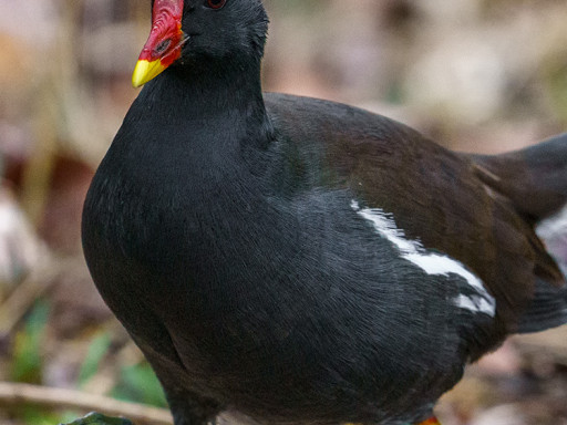 Gallinella d'acqua