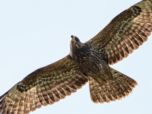 Falco pecchiaiolo juv