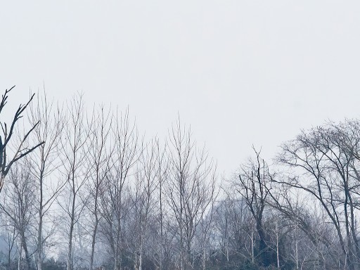 Aquila anatraia maggiore e Poiana