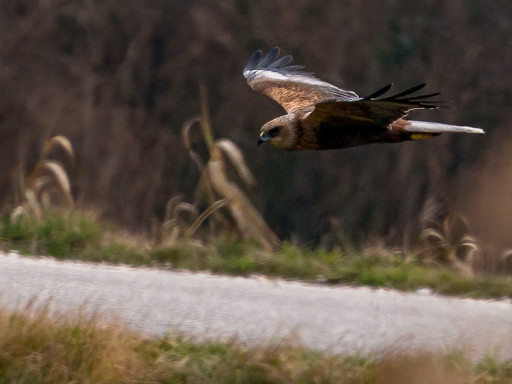 Falco di palude