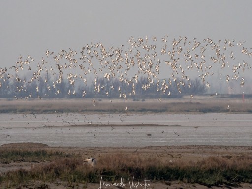 Piovanelli pancianera, Pivieri dorati, Pivieresse in volo