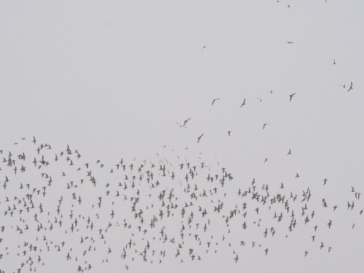 Piovanelli pancianera, Pivieri dorati, Pivieresse in volo