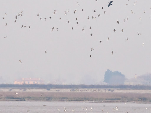 Piovanelli pancianera, Pivieri dorati, Pivieresse in volo