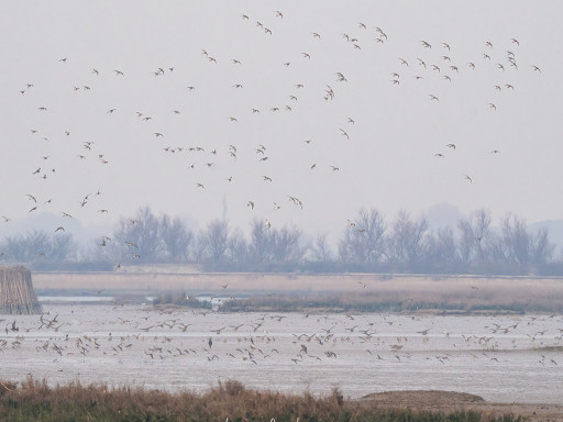 Piovanelli pancianera, Pivieri dorati, Pivieresse in volo