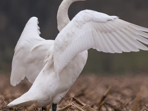 Cigno minore della tundra