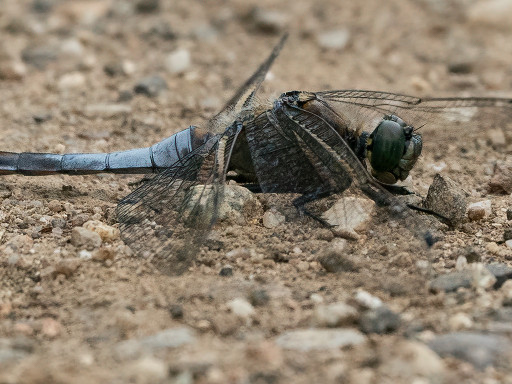 Libellula