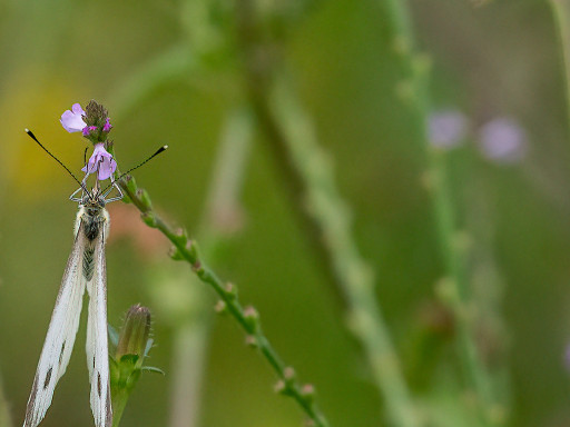 Femmina di Pieris napi