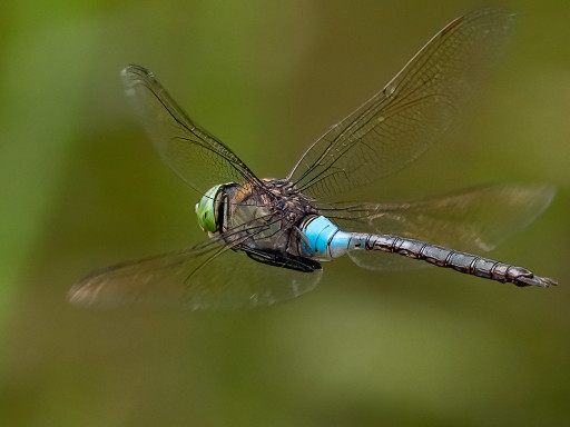 Anax parthenope 