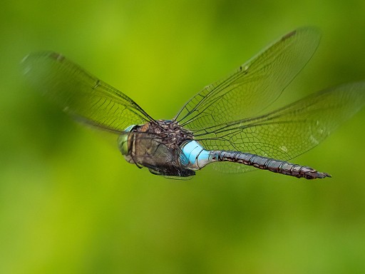 Anax parthenope