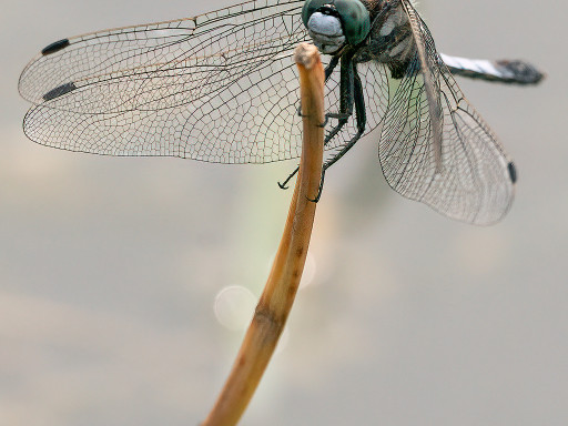 Libellula