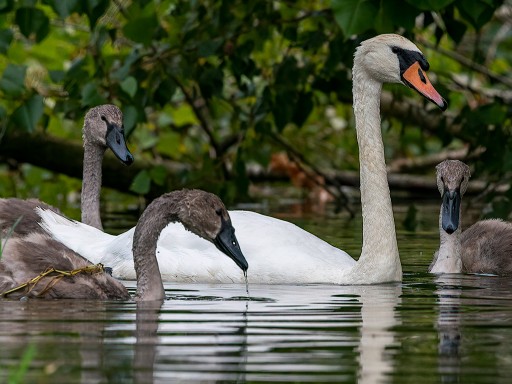 Famiglia di Cigni