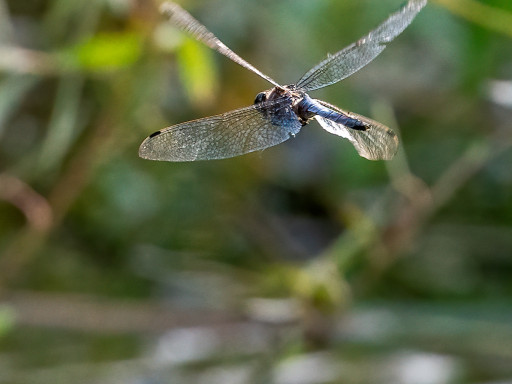 Libellula