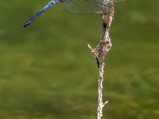 Libellula