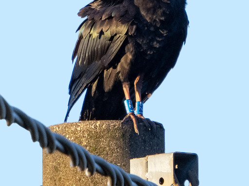 rory, ibis eremita