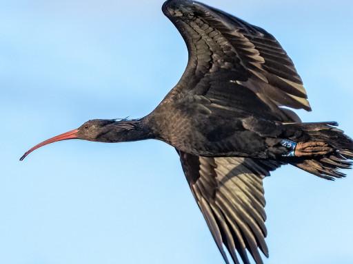 rory, ibis eremita