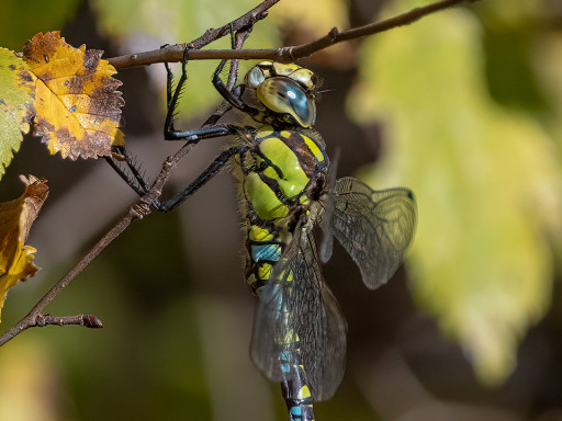 Aeshna cyanea