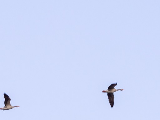 oche selvatiche tra le lombardelle in volo